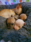 chihuahua puppies seeking homes Ewing