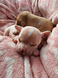 chihuahua puppies seeking homes Ewing