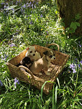 gorgeous chihuahua puppies seeking homes Rahway