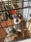 chihuahua puppies ready to go now Millville