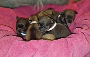 adorable chihuahua puppies ready to go now Bridgeton