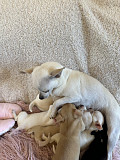 fantastic chihuahua puppies ready to go now Lodi