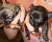 gorgeous chihuahua puppies ready to go now Cliffside Park