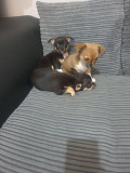 lovely chihuahua puppies ready to go now Mahwah