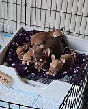 stunning chihuahua puppies ready to go now Maplewood