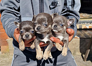 teacup chihuahua puppies ready to go now Newport News