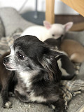 adorable chihuahua puppies for homes Suffolk