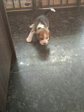 Beagle puppies Chennai