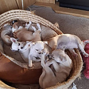 stunning chihuahua puppies ready to go now Manassas