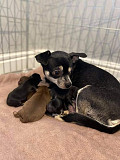 outstanding chihuahua puppies ready to go now Danville
