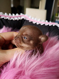 amazing chihuahua puppies for homes Fairfax