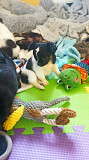 fantastic chihuahua puppies for sale Merrifield