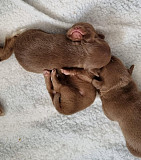 lovely chihuahua puppies for sale Sudley