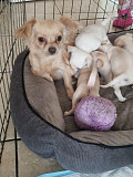 adorable chihuahua puppies ready to go now Spokane