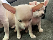 cute chihuahua puppies ready to go now Vancouver