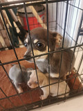 fantastic chihuahua puppies ready to go now Kent
