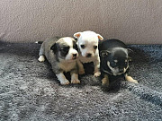 stunning chihuahua puppies ready to go now Renton