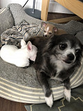 fantastic chihuahua puppies for homes Sammamish