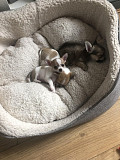 stunning chihuahua puppies seeking homes Des Moines