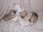 beautiful chihuahua puppies ready to go now Tumwater