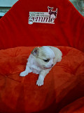 gorgeous chihuahua puppies ready to go now Bainbridge Island