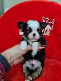 gorgeous chihuahua puppies ready to go now Bainbridge Island