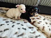 stunning chihuahua puppies seeking homes Surprise