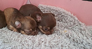 cute chihuahua puppies ready to go now Flagstaff