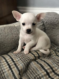 fantastic chihuahua puppies ready to go now Queen Creek