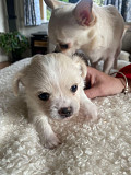 gorgeous chihuahua puppies ready to go now Casas Adobes