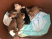 stunning chihuahua puppies ready to go now Maricopa