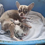 outstanding chihuahua puppies ready to go now Casa Grande