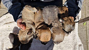 teacup chihuahua puppies Lake Havasu City