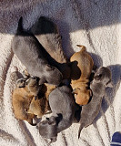 teacup chihuahua puppies for homes Marana