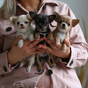 beautiful teacup chihuahua puppies Bullhead City