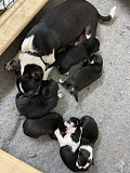 cute chihuahua puppies ready to go now Columbia