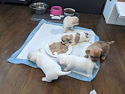 fantastic teacup chihuahua puppies Springfield