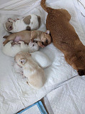 gorgeous teacup chihuahua puppies Goodlettsville