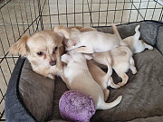 chihuahua puppies for homes Worcester