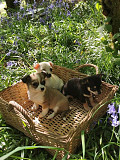 fantastic chihuahua puppies for homes Quincy