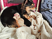 lovely chihuahua puppies for homes New Bedford