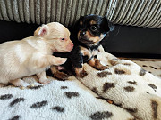 lovely chihuahua puppies for homes New Bedford