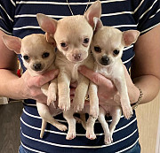 teacup chihuahua puppies ready to go now Holyoke