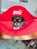 amazing chihuahua puppies for homes Milford