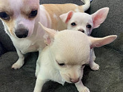 outstanding chihuahua puppies seeking homes Indianapolis