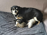 beautiful chihuahua puppies ready to go now Fishers