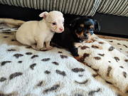 cute chihuahua puppies ready to go now Carmel