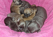 gorgeous chihuahua puppies ready to go now Hammond
