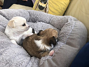 teacup chihuahua puppies ready to go now Anderson