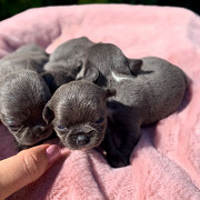 cute chihuahua puppies for homes Crown Point